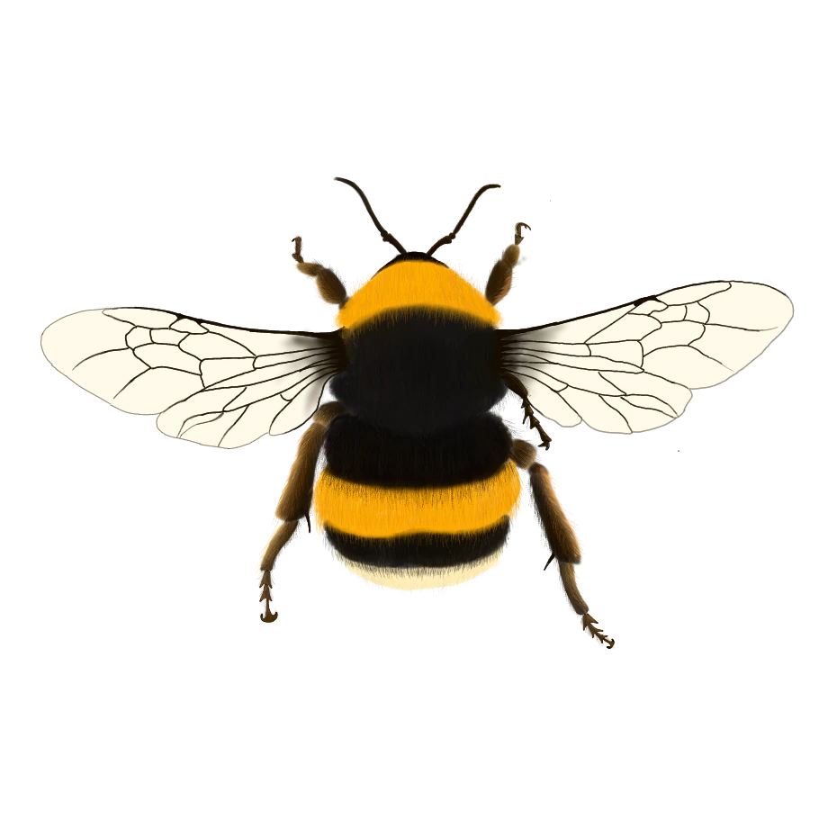 Género Bombus