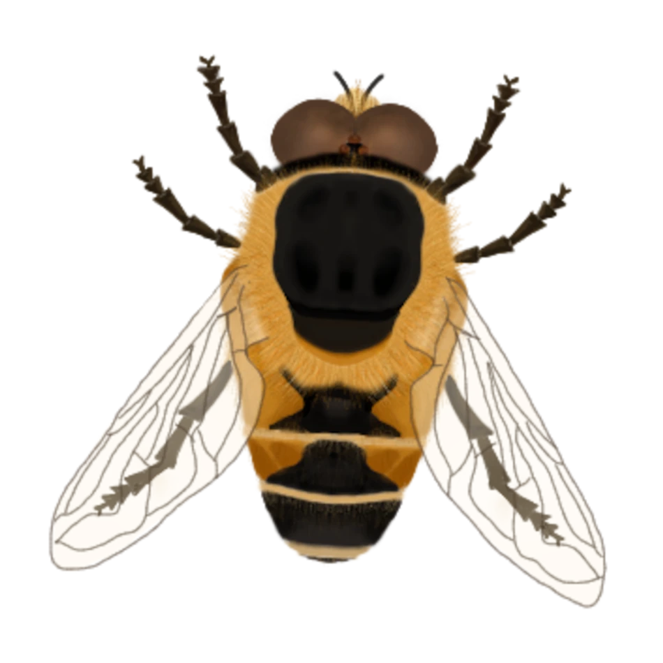 Subfamilia Eristalinae