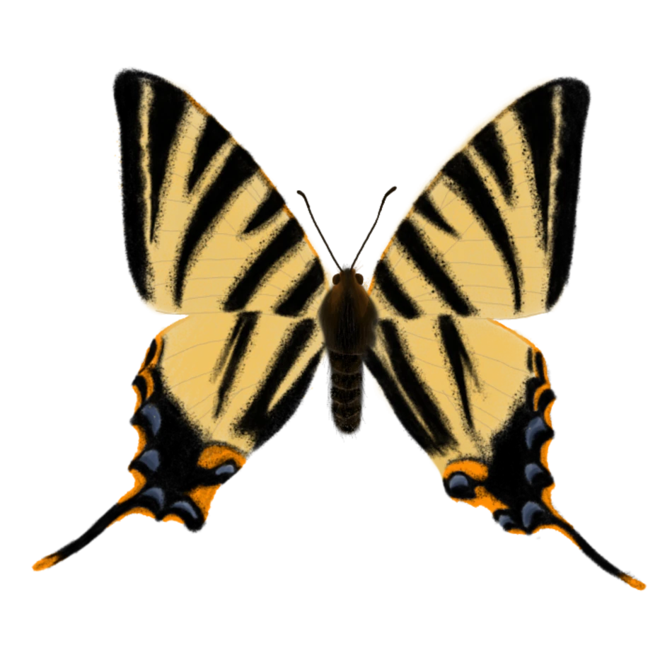 Familia Papilionidae